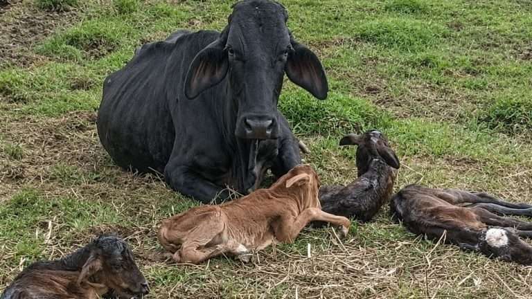 “Alicia” la vaca que tuvo cuatrillizos; ocurre en 1 de 700,000 partos