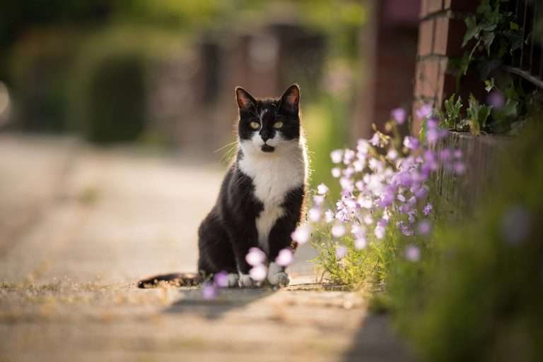 ¿Qué consumen los gatos callejeros? Su dieta es impresionante