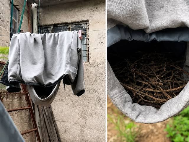 Olvidó su hoodie en el tendedero y descubrió un inesperado motivo para no moverlo