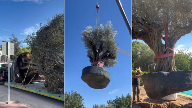 ¡Impresionante hazaña! Olivo de 500 años y 6,000 kilos, fue trasladado a un jardín