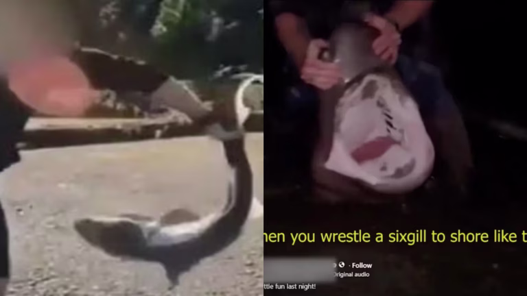 Pescador enfrenta 3 años de cárcel por subir videos peleando con tiburones