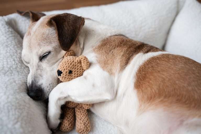 Ha caído la tasa de natalidad y las mascotas tienen la culpa