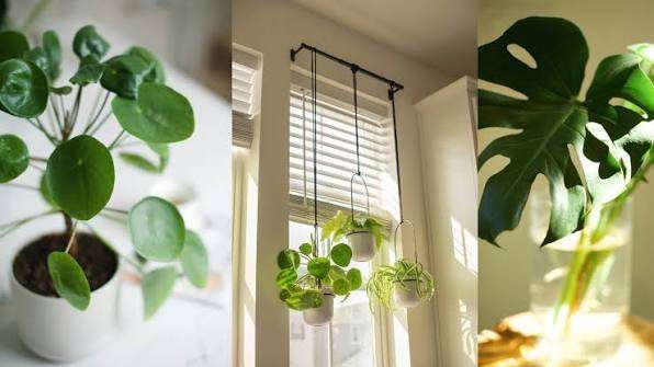 Una planta basta: la ciencia detrás del hábito de los centenarios